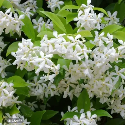 Potted Jasmine Plant - Perfect for Gift Giving-thumb0