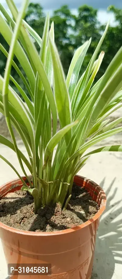 Air Purifying Spider Plant - Ideal for Home and Office-thumb3