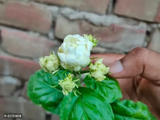 Healthy Jasmine Plant - Perfect for Indoor Spaces-thumb0