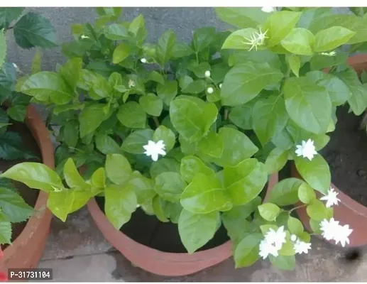 Live Flowering Jasmine Plant - Adds Freshness to Any Room-thumb0