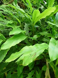 Live Elaichi Plant - Fresh and Fragrant Cardamom-thumb1