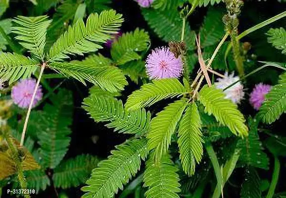 Prosopis Cineraria in Decorative Pot-thumb0