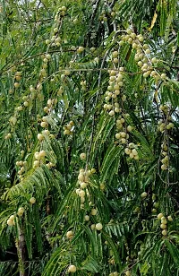 Fresh Amla Plant - Organic Indian Gooseberry Tree-thumb1