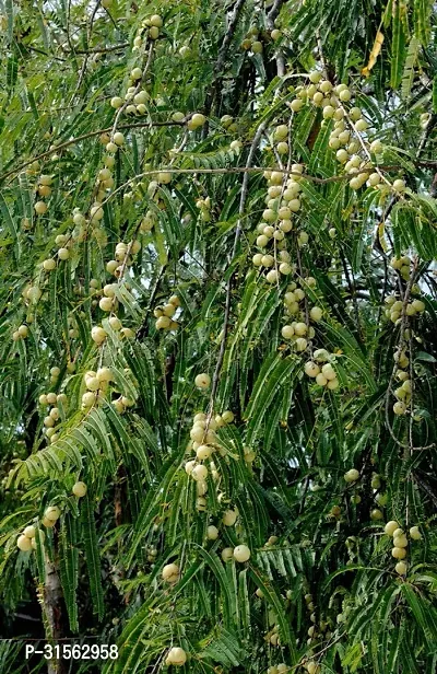 Fresh Amla Plant - Organic Indian Gooseberry Tree-thumb2