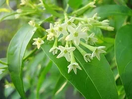 Live Jasmine Plant - Beautiful and Aromatic-thumb1