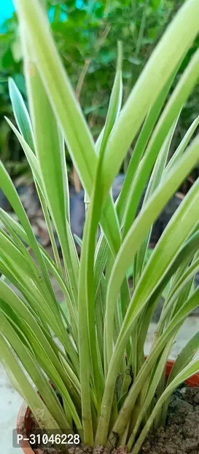 Spider Plant - Indoor Air Purifying Houseplant-thumb3