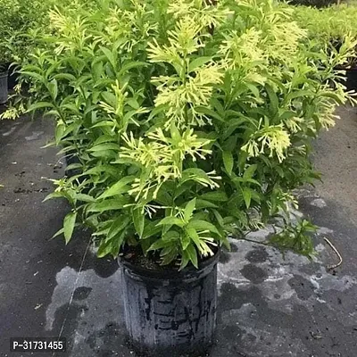 High-Quality Jasmine Plant for Gifting-thumb0