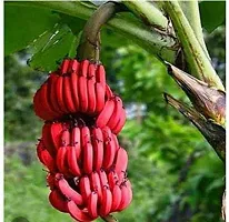 Super Dwarf Banana Plant - Compact and Easy to Maintain-thumb1