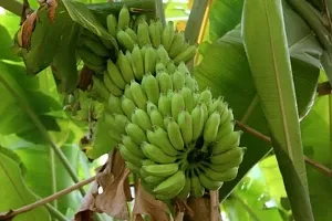 Fresh Musa Banana Plant - Easy to Grow Indoors-thumb1