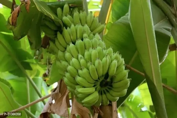 Fresh Musa Banana Plant - Easy to Grow Indoors-thumb2