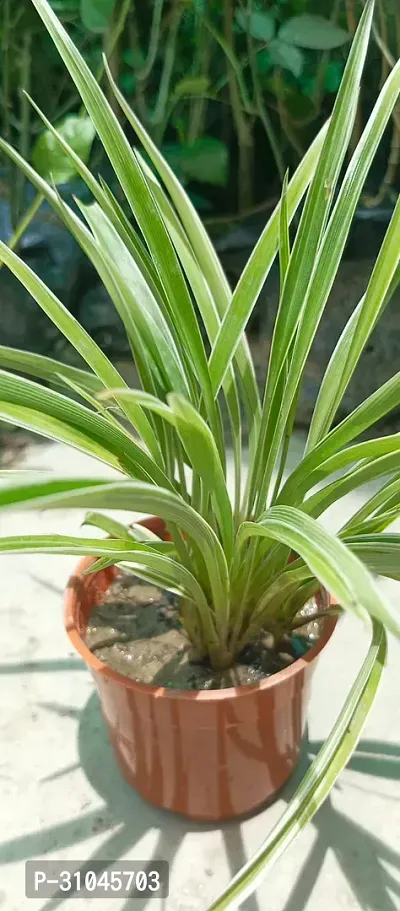 Live Spider Plant - Easy Care Indoor Plant-thumb3