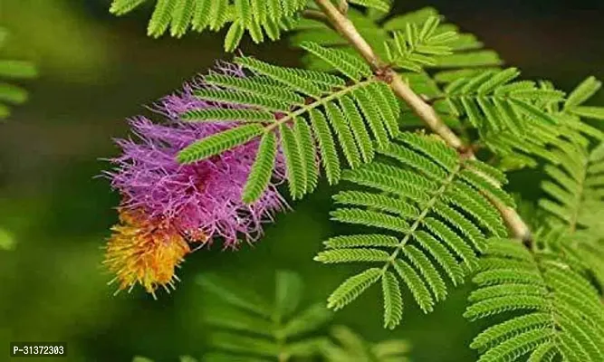 Sacred Prosopis Cineraria-thumb0