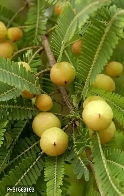 Ornamental Amla Plant - Adds Beauty-thumb0