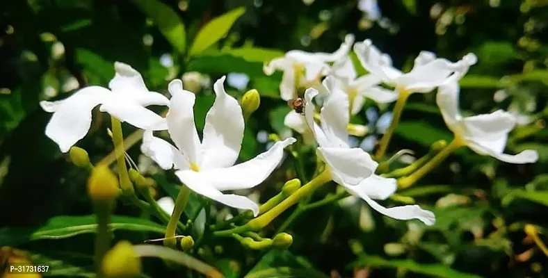 Potted Jasmine Plant - Perfect for Home and Garden Decor-thumb0