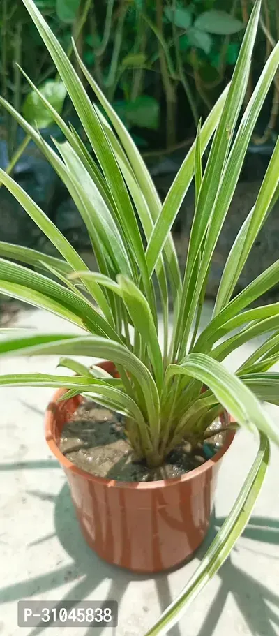 Spider Plant - Natural Air Purifier for Indoors-thumb4