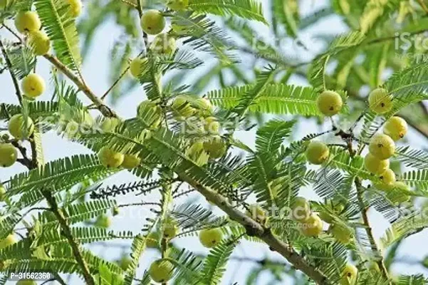 Healthy Gooseberry Shrub - Amla Type-thumb0