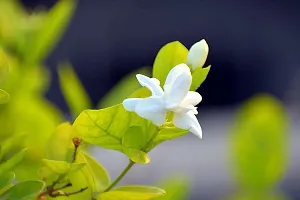 Fragrant Jasmine Plant - Adds Charm and Freshness-thumb2