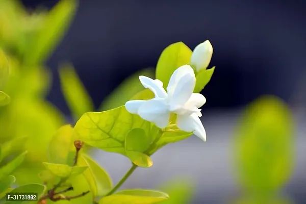 Fragrant Jasmine Plant - Adds Charm and Freshness-thumb3