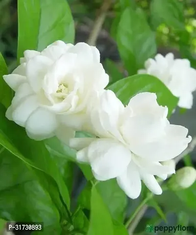 Jasmine Plant in Decorative Pot - Perfect Gift for Plant Lovers-thumb0