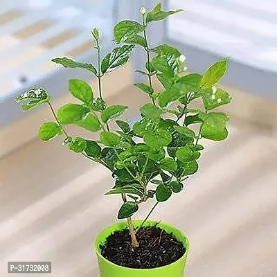 Potted Jasmine Plant - Easy to Grow and Maintain-thumb0