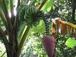 Rare Blue Java Banana Plant - Unique Live Plant-thumb1