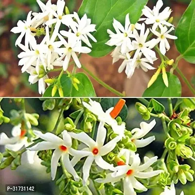 Jasmine Plant with Pot - Aromatic and Beautiful-thumb0