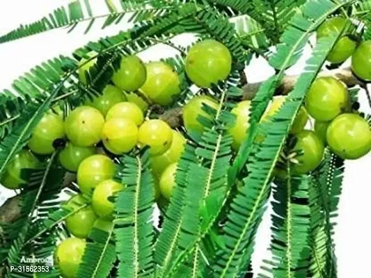 Heat-Resistant Amla Bush - Thrives in Heat-thumb0