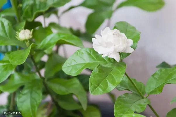 Live Jasmine Plant - Fresh and Fragrant Home Addition-thumb0