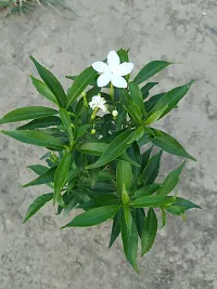 Live Jasmine Plant - Beautiful and Aromatic-thumb3