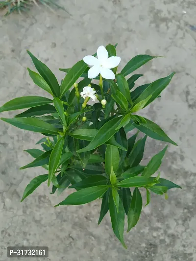 Live Jasmine Plant - Beautiful and Aromatic-thumb4