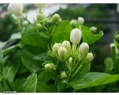 Fragrant Jasmine Plant in Modern Planter-thumb0