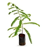 Fresh Amla Sapling - Ready to Grow-thumb3