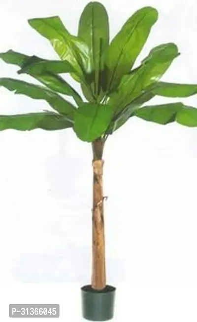 Compact Banana Tree - Perfect for Patios and Decks-thumb0