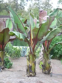 Hardy Blue Java Banana Plant - Ice Cream Banana Tree-thumb1