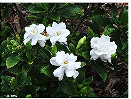 Jasmine Plant with Pot - Aromatic and Beautiful-thumb0