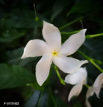 Healthy Jasmine Plant - Beautiful Blooms and Fresh Aroma-thumb0