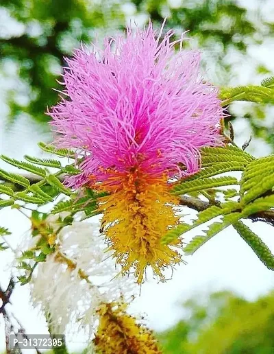 Resilient Prosopis Cineraria-thumb0