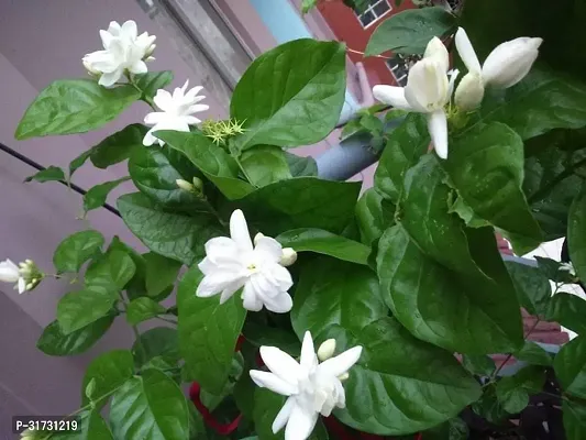 Healthy Jasmine Plant - Beautiful Blooms and Fresh Aroma-thumb0