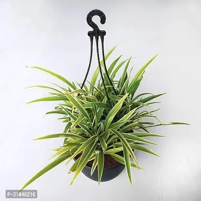 Spider Plant with Pot - Low Maintenance Indoor Greenery-thumb0