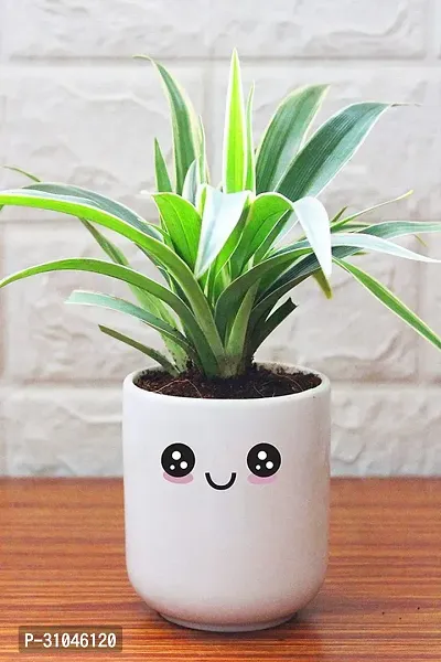 Air Purifying Spider Plant - Ideal for Home and Office-thumb0