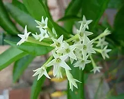 Potted Jasmine Plant - Ideal for Outdoor Spaces-thumb2