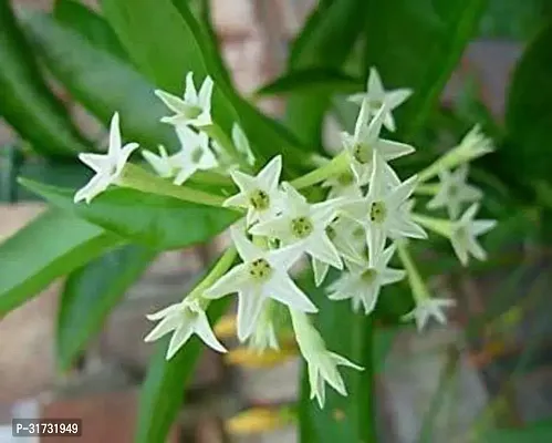 Potted Jasmine Plant - Ideal for Outdoor Spaces-thumb3