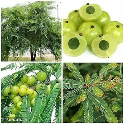 Easy-Care Amla Plant - Beginner Friendly-thumb0