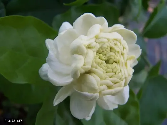 Live Jasmine Plant - Beautiful and Fragrant-thumb2