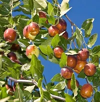 Juicy Ber Apple Plant - Fresh from Garden-thumb3