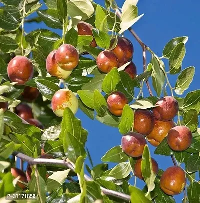 Juicy Ber Apple Plant - Fresh from Garden-thumb4