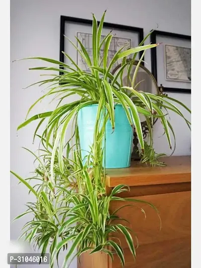 Air Purifying Spider Plant - Ideal for Home and Office-thumb2