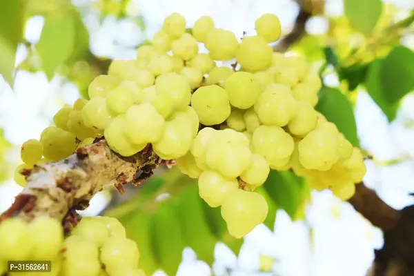 Grafted Amla Tree - Enhanced Growth-thumb2