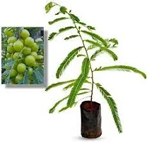 Indian Gooseberry Sapling - Amla Type-thumb3