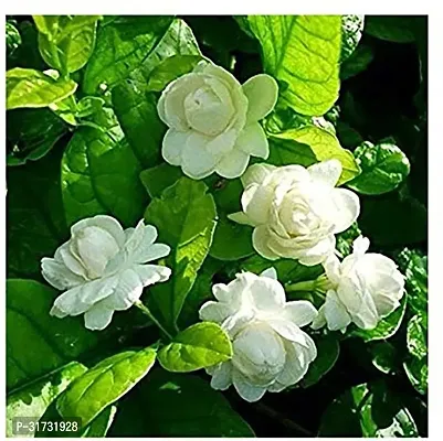 Fragrant Jasmine Plant - Adds Elegance to Your Home-thumb0